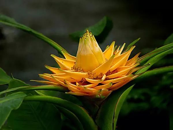 寺院里必种的佛系植物——“五树六花”