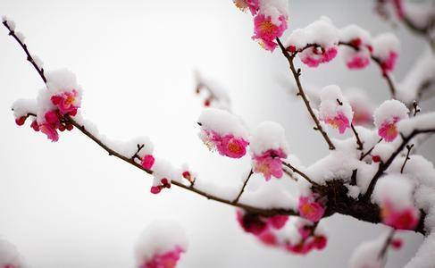 冬季室内植物如何养护 冬季室内植物如何养护