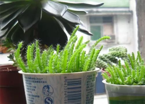 冬季室内植物如何养护 冬季室内植物如何养护