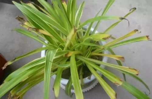 冬季室内植物如何养护 冬季室内植物如何养护
