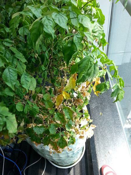 冬季室内植物如何养护 冬季室内植物如何养护
