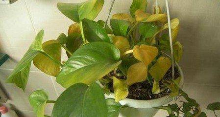 冬季室内植物如何养护 冬季室内植物如何养护