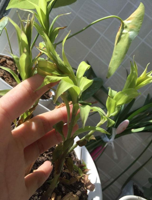 冬季室内植物如何养护 冬季室内植物如何养护