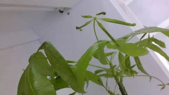 冬季室内植物如何养护 冬季室内植物如何养护