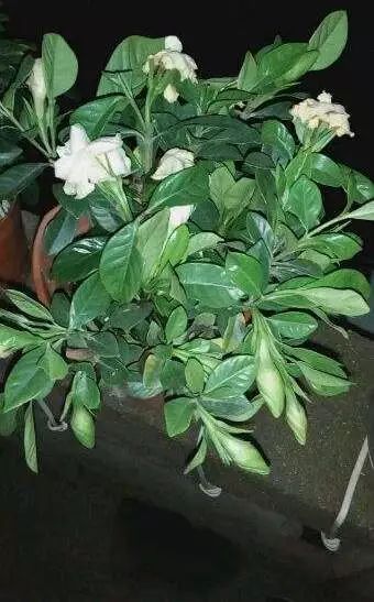 冬季室内植物如何养护 冬季室内植物如何养护