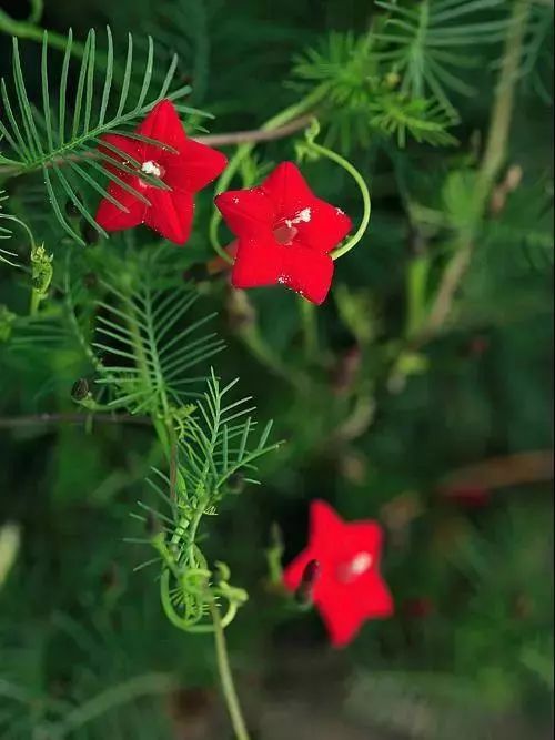 25种常见的爬藤植物应用 25种常见的爬藤植物应用