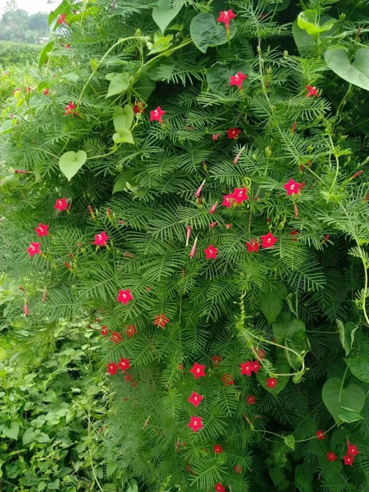 25种常见的爬藤植物应用