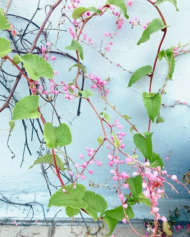 25种常见的爬藤植物应用