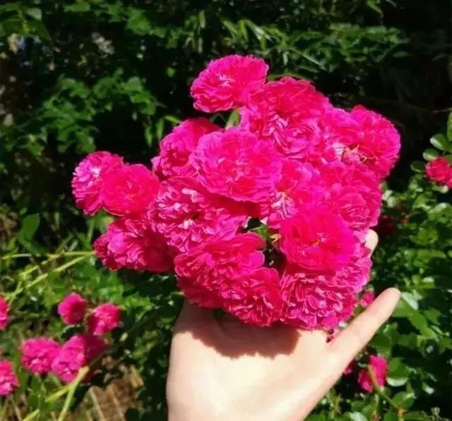 25种常见的爬藤植物应用 25种常见的爬藤植物应用