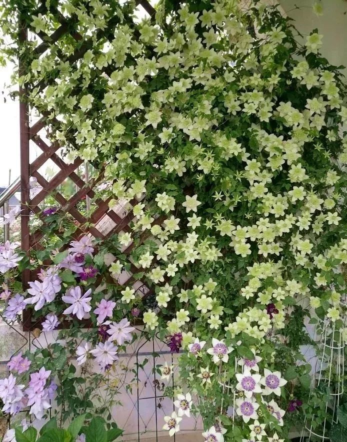 25种常见的爬藤植物应用 25种常见的爬藤植物应用