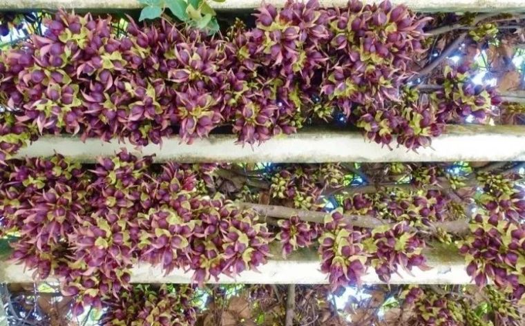 25种常见的爬藤植物应用 25种常见的爬藤植物应用