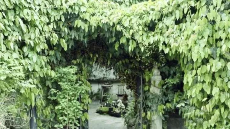 25种常见的爬藤植物应用 25种常见的爬藤植物应用