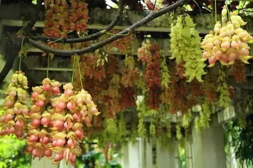 25种常见的爬藤植物应用 25种常见的爬藤植物应用