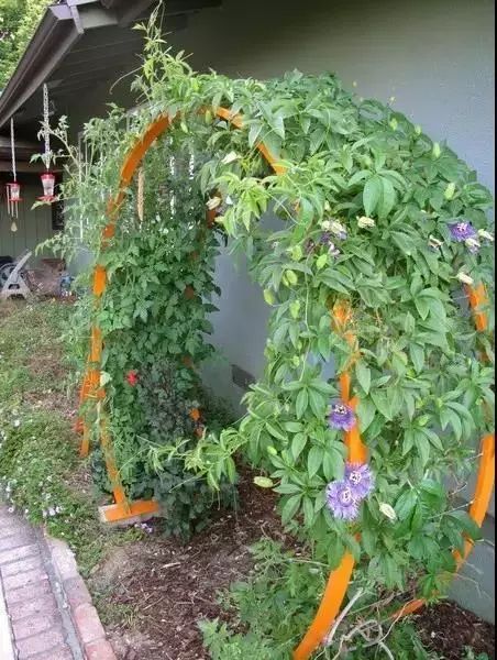 25种常见的爬藤植物应用 25种常见的爬藤植物应用