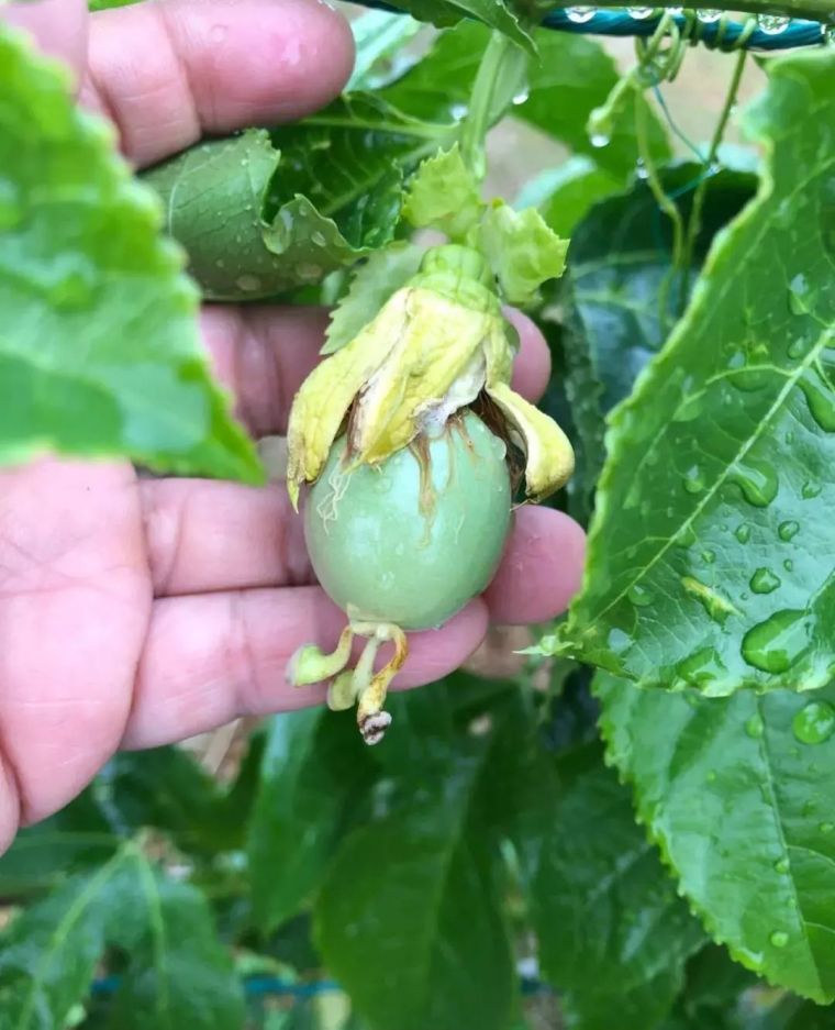 25种常见的爬藤植物应用 25种常见的爬藤植物应用