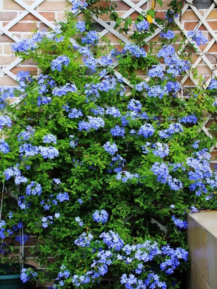 25种常见的爬藤植物应用 25种常见的爬藤植物应用