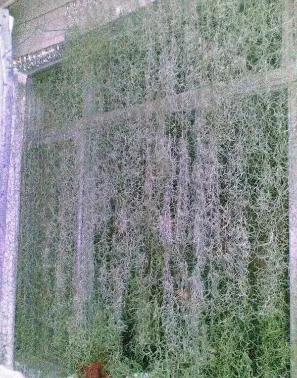 25种常见的爬藤植物应用 25种常见的爬藤植物应用