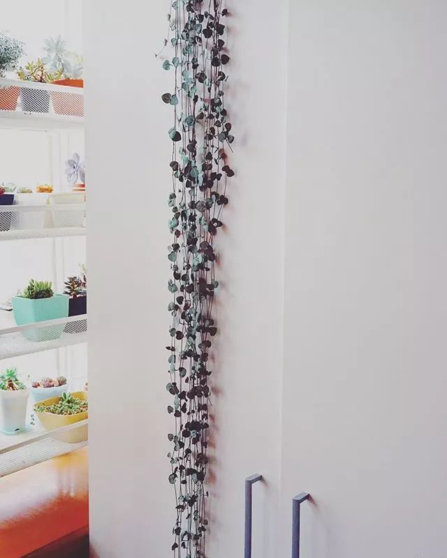25种常见的爬藤植物应用 25种常见的爬藤植物应用