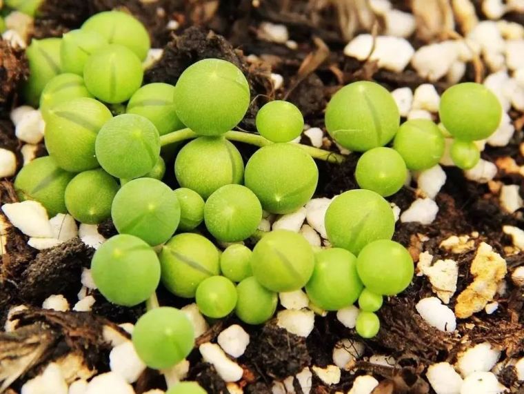 25种常见的爬藤植物应用 25种常见的爬藤植物应用