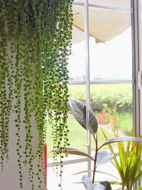 25种常见的爬藤植物应用 25种常见的爬藤植物应用
