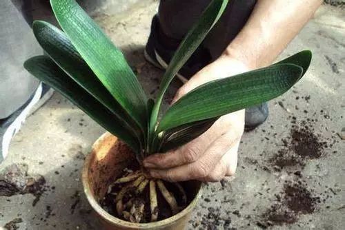植物施肥过量导致遭遇肥害如何补救 植物施肥过量导致遭遇肥害如何补救