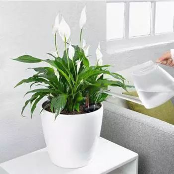 植物施肥过量导致遭遇肥害如何补救 植物施肥过量导致遭遇肥害如何补救