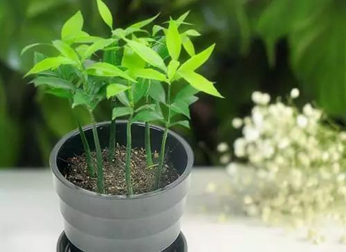 植物施肥过量导致遭遇肥害如何补救 植物施肥过量导致遭遇肥害如何补救