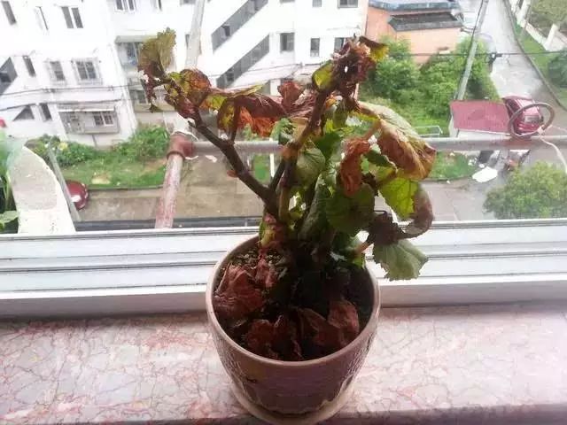植物施肥过量导致遭遇肥害如何补救 植物施肥过量导致遭遇肥害如何补救