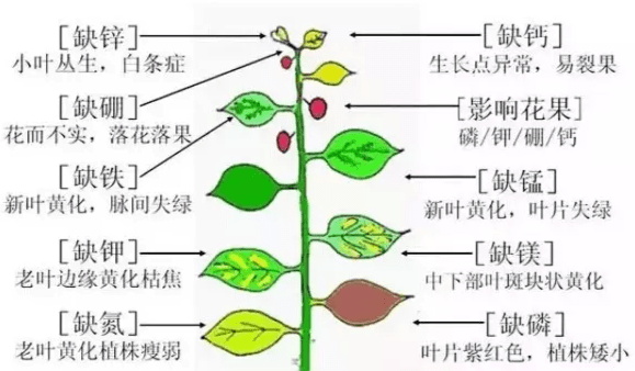 不知道怎么给植物施肥?超全的肥料知识建议收藏! 不知道怎么给植物施肥?超全的肥料知识建议收藏!