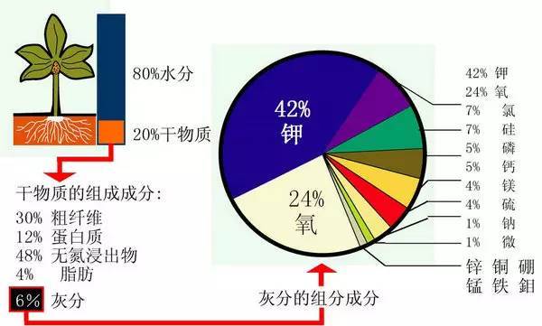 不知道怎么给植物施肥?超全的肥料知识建议收藏! 不知道怎么给植物施肥?超全的肥料知识建议收藏!