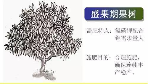 不知道怎么给植物施肥?超全的肥料知识建议收藏! 不知道怎么给植物施肥?超全的肥料知识建议收藏!
