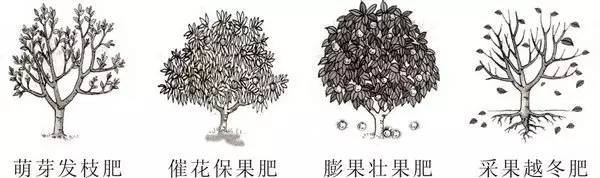 不知道怎么给植物施肥?超全的肥料知识建议收藏! 不知道怎么给植物施肥?超全的肥料知识建议收藏!