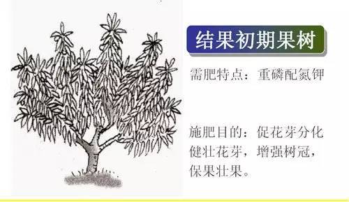 不知道怎么给植物施肥？超全的肥料知识建议收藏！