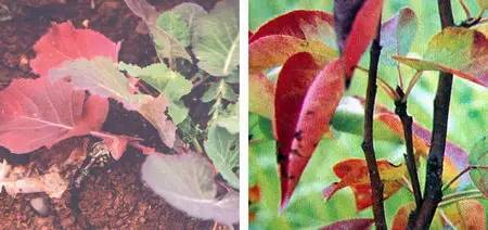不知道怎么给植物施肥?超全的肥料知识建议收藏! 不知道怎么给植物施肥?超全的肥料知识建议收藏!