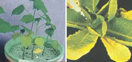 不知道怎么给植物施肥?超全的肥料知识建议收藏! 不知道怎么给植物施肥?超全的肥料知识建议收藏!