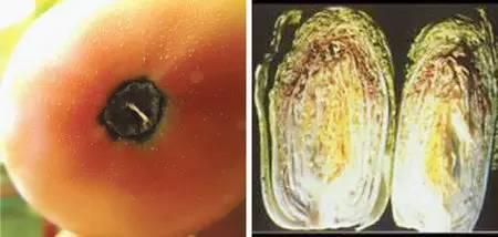 不知道怎么给植物施肥?超全的肥料知识建议收藏! 不知道怎么给植物施肥?超全的肥料知识建议收藏!