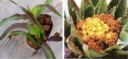 不知道怎么给植物施肥?超全的肥料知识建议收藏! 不知道怎么给植物施肥?超全的肥料知识建议收藏!