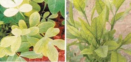 不知道怎么给植物施肥?超全的肥料知识建议收藏! 不知道怎么给植物施肥?超全的肥料知识建议收藏!