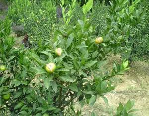 不知道怎么给植物施肥?超全的肥料知识建议收藏! 不知道怎么给植物施肥?超全的肥料知识建议收藏!