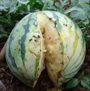 不知道怎么给植物施肥?超全的肥料知识建议收藏! 不知道怎么给植物施肥?超全的肥料知识建议收藏!