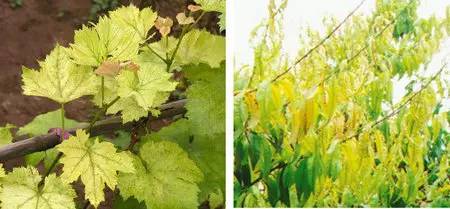 不知道怎么给植物施肥?超全的肥料知识建议收藏! 不知道怎么给植物施肥?超全的肥料知识建议收藏!