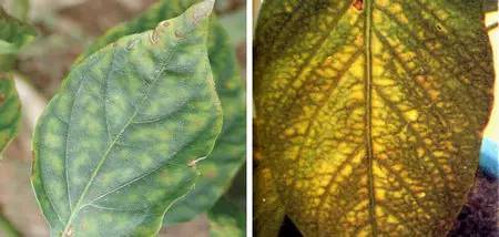 不知道怎么给植物施肥?超全的肥料知识建议收藏! 不知道怎么给植物施肥?超全的肥料知识建议收藏!