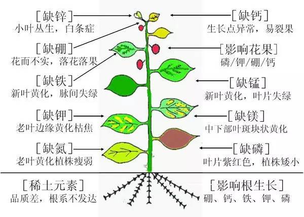 不知道怎么给植物施肥?超全的肥料知识建议收藏! 不知道怎么给植物施肥?超全的肥料知识建议收藏!