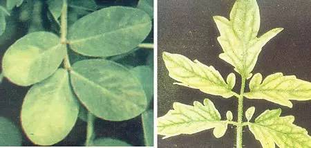 不知道怎么给植物施肥?超全的肥料知识建议收藏! 不知道怎么给植物施肥?超全的肥料知识建议收藏!