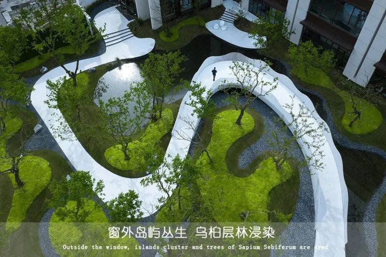 婀娜多姿的景观树种——乌桕
