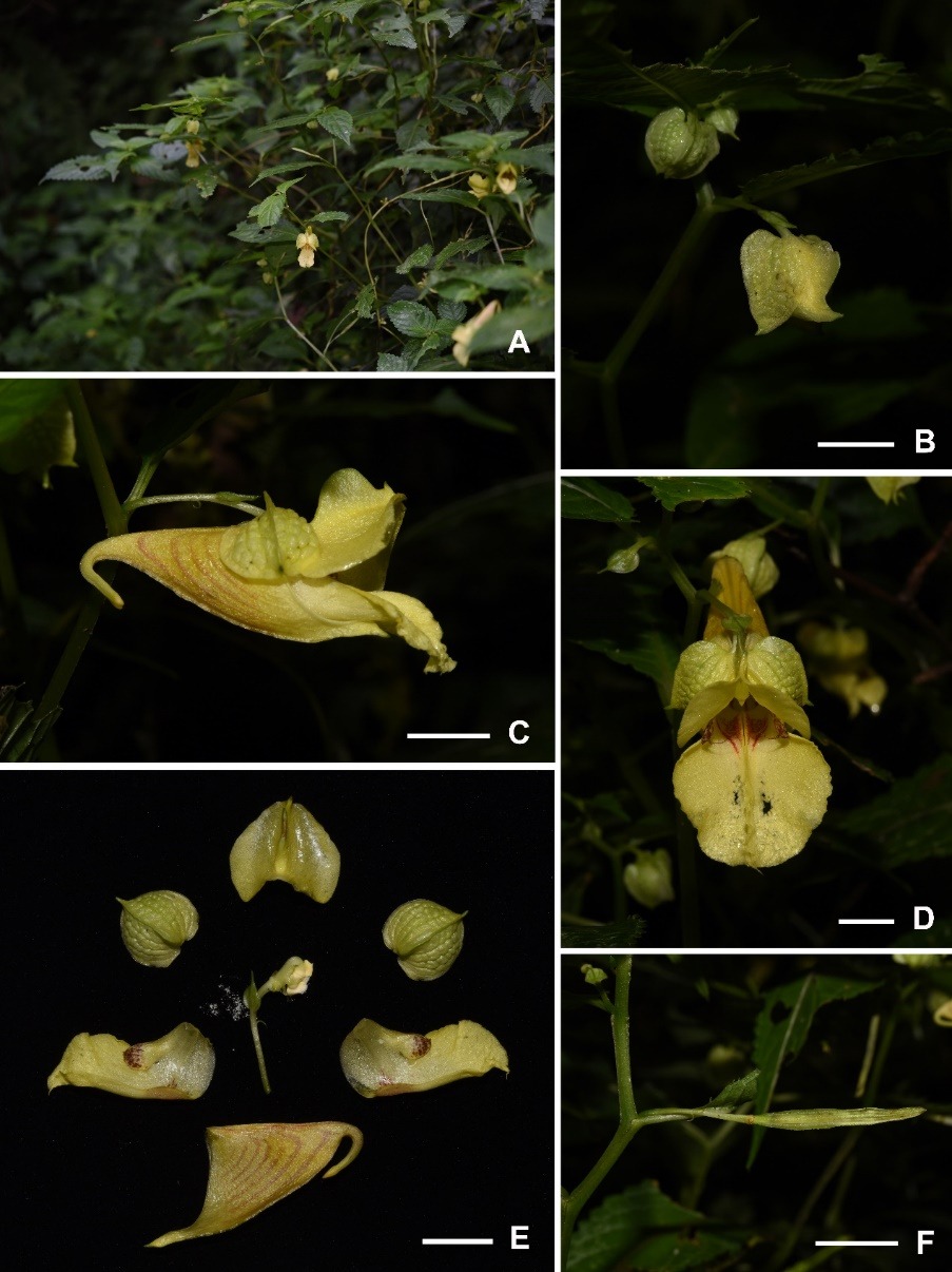 武汉植物园发现凤仙花属及蜘蛛抱蛋属新物种并正式命名-灵感屋