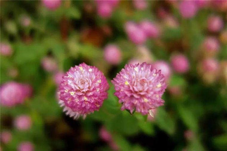 秋冬季节时令花卉，给你一片美丽花海-灵感屋