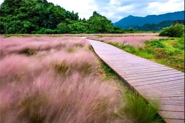 秋冬野草之美–观赏草花境-灵感屋