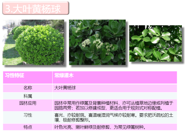 园林常用植物汇总（习性、特征、景观用途、照片）-灵感屋