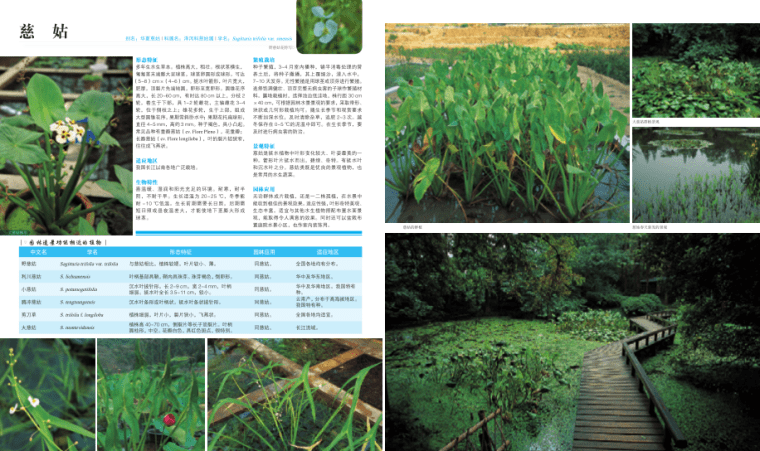水体植物景观-植物设计师应用手册-灵感屋